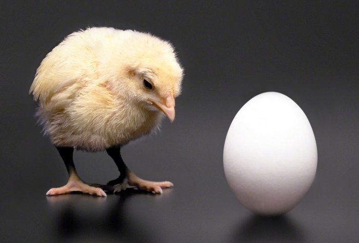 Thế bây giờ con gà có trước hay quả trứng có trước? cùng tìm lời giải cho rất nhiều câu hỏi kì quặc khác nữa nhé - post