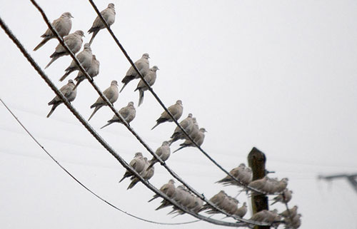 Vì sao chim không bị điện giật khi đậu trên đường dây cao thế? - post